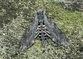 Windenschwärmer (Agrius convolvuli) - © Leo Kuzmits
